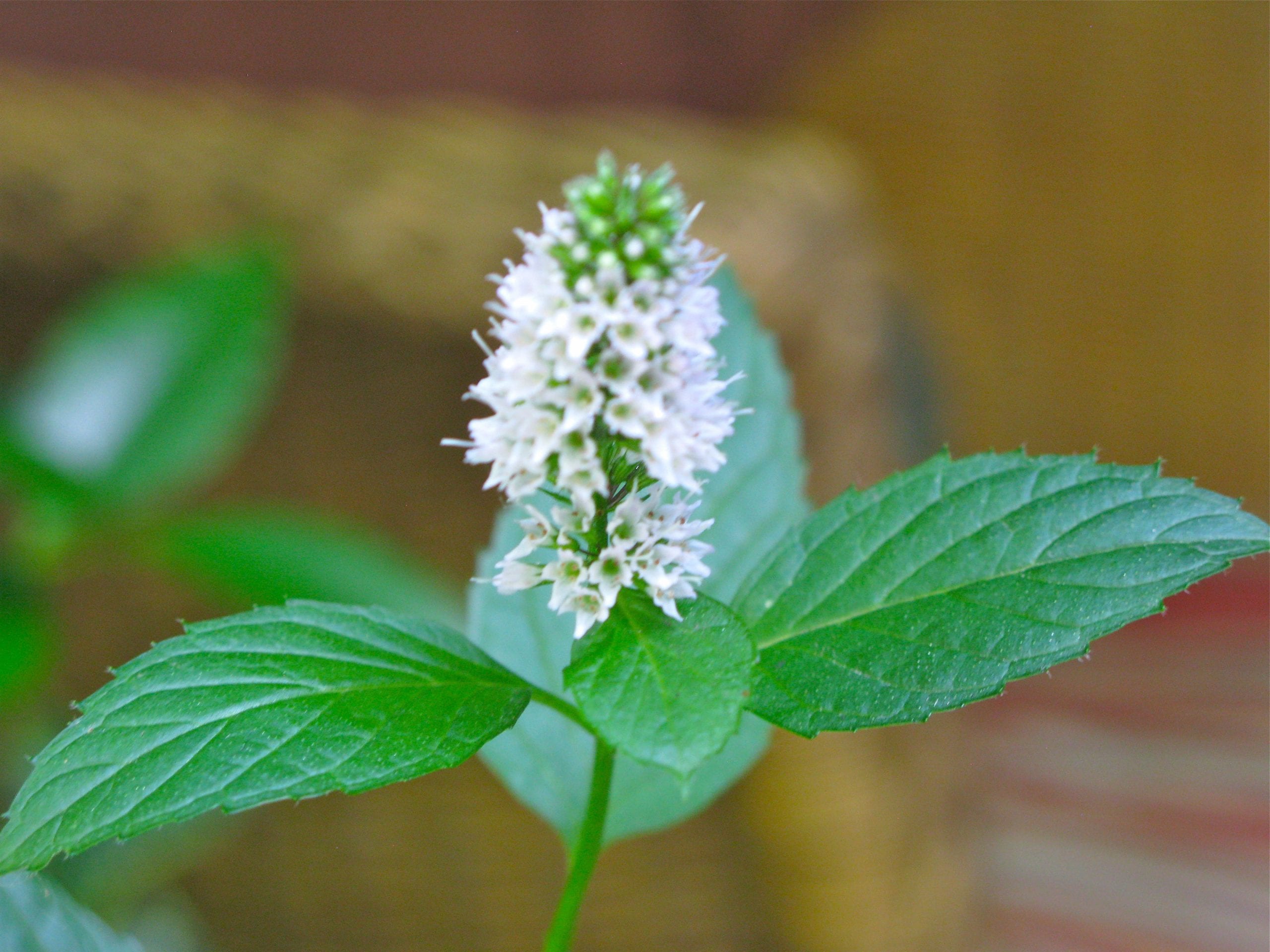 Detail Peppermint Plants Pictures Nomer 34