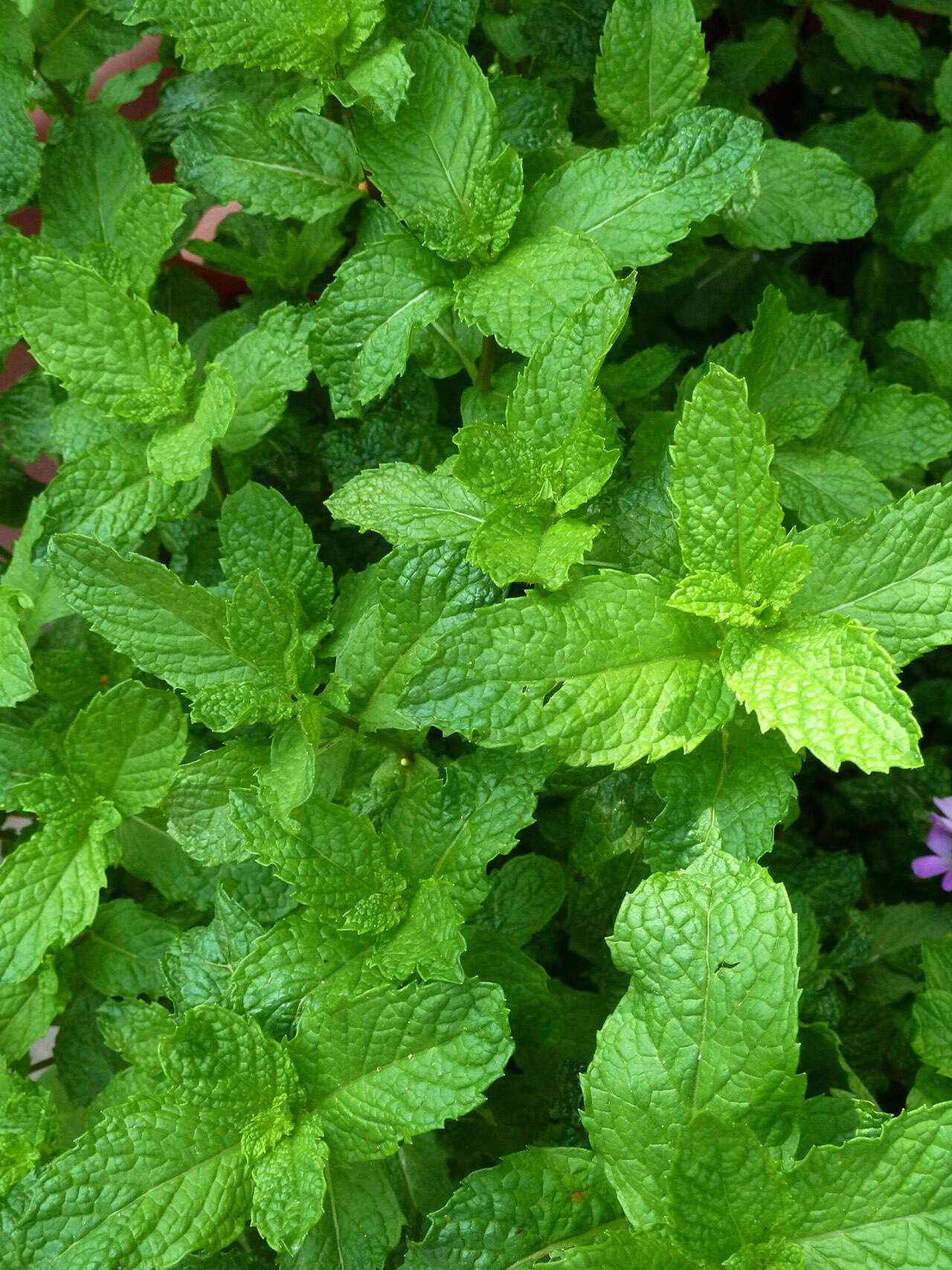 Detail Peppermint Plants Pictures Nomer 50