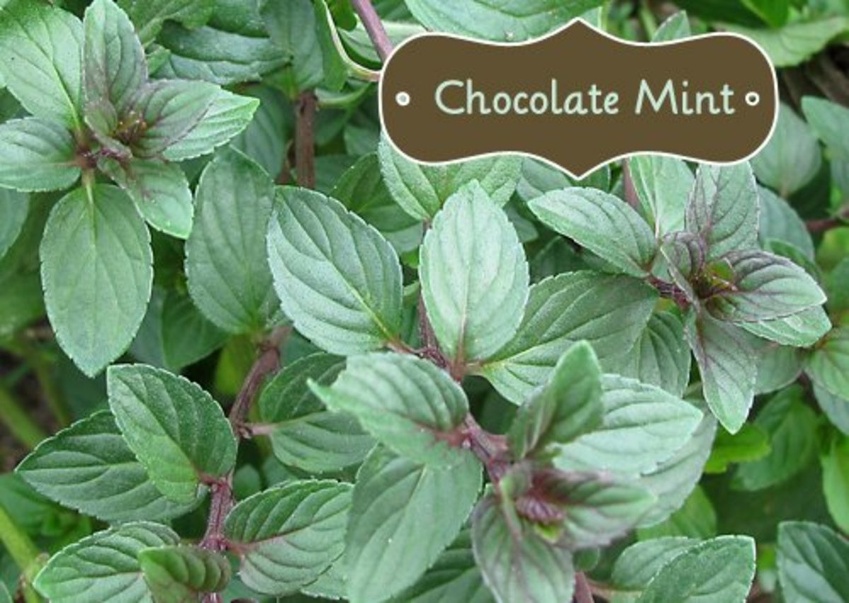 Detail Peppermint Plants Pictures Nomer 55