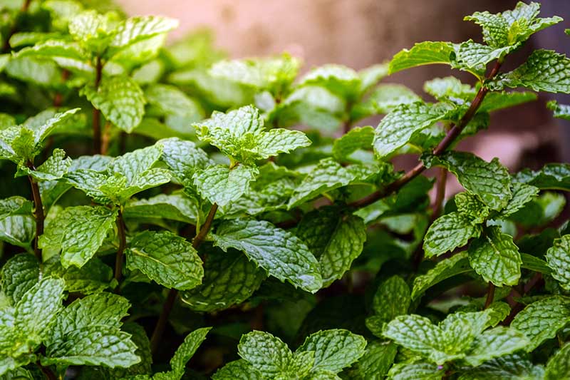 Detail Peppermint Plants Pictures Nomer 8