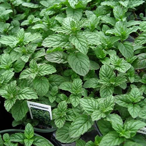 Detail Peppermint Plants Pictures Nomer 9