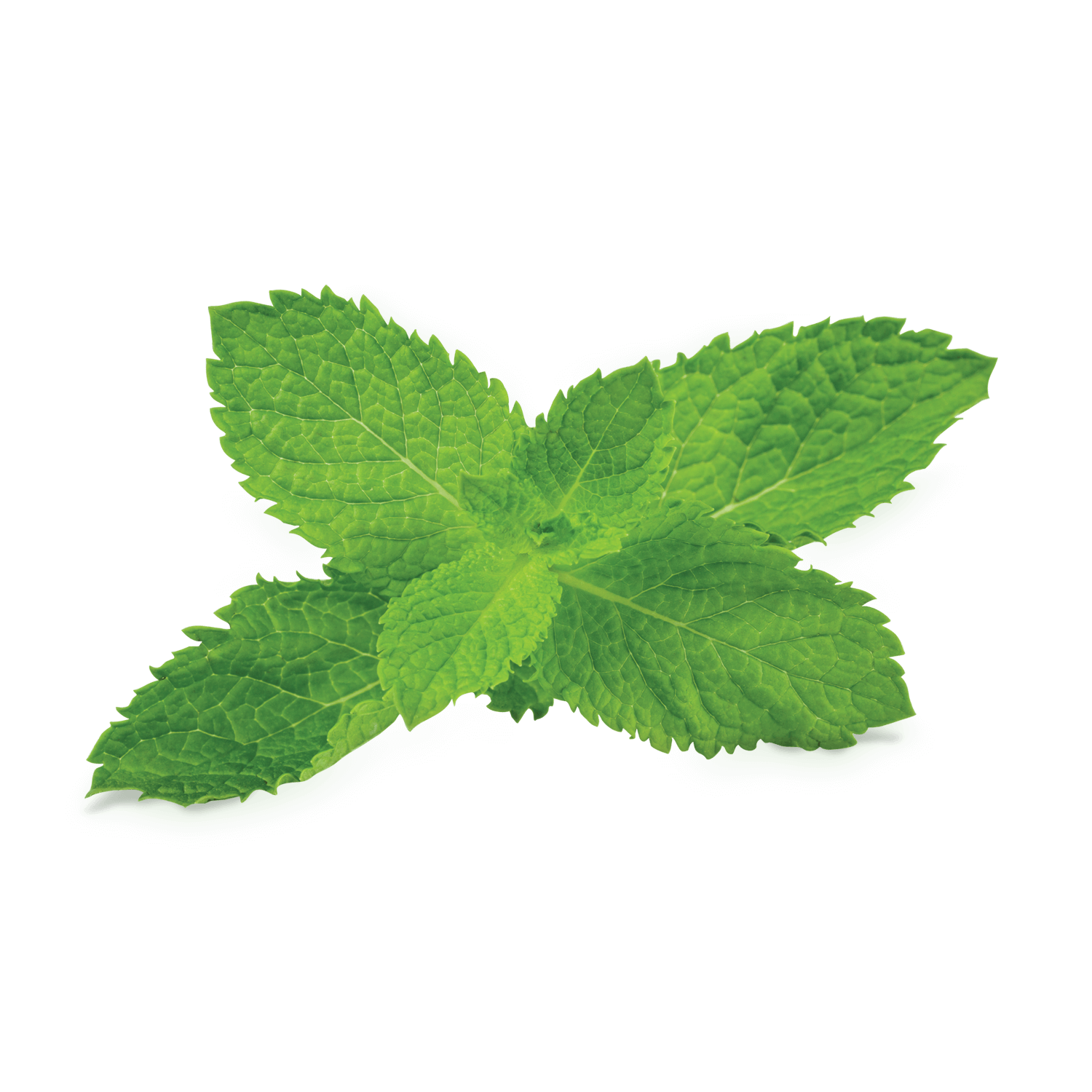 Peppermint Transparent - KibrisPDR