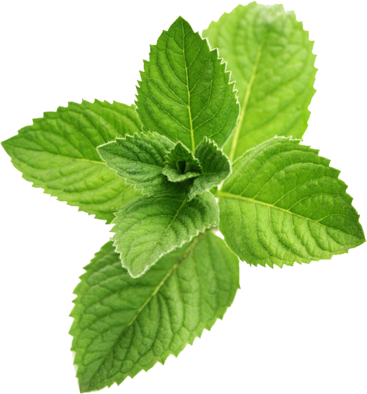 Detail Peppermint Transparent Nomer 11