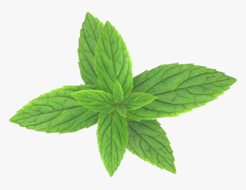 Detail Peppermint Transparent Nomer 14