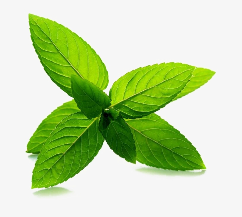 Detail Peppermint Transparent Nomer 15