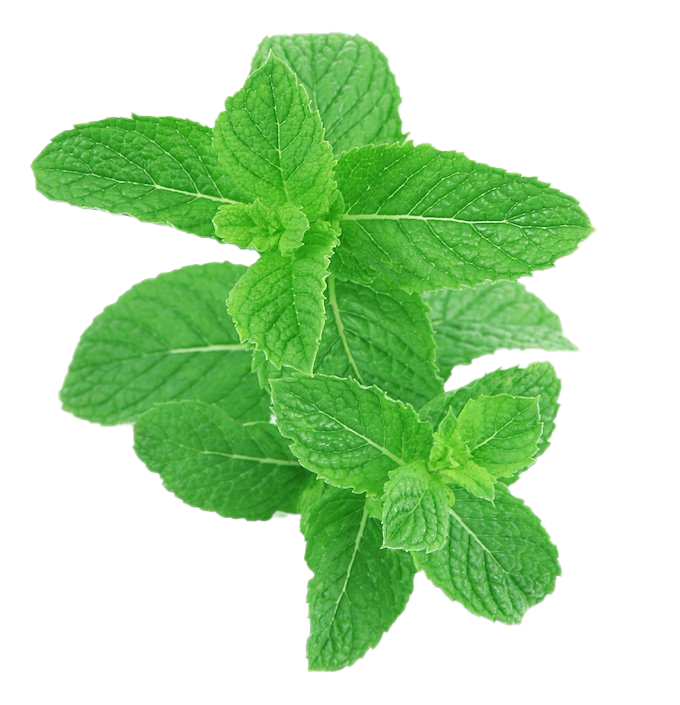 Detail Peppermint Transparent Nomer 17