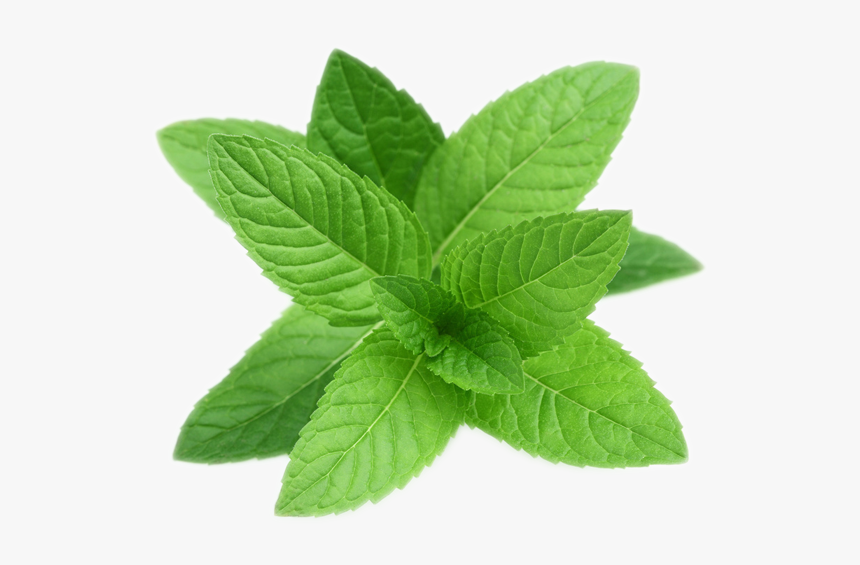 Detail Peppermint Transparent Nomer 3