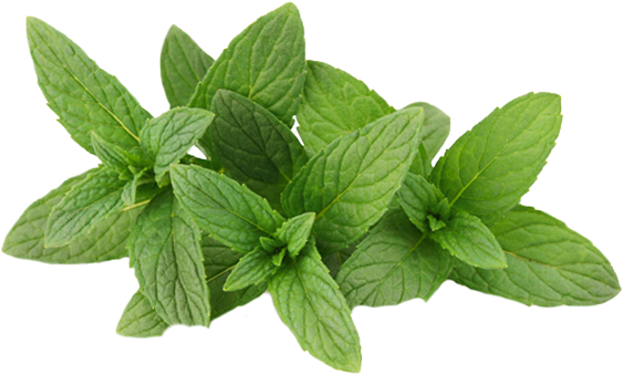 Detail Peppermint Transparent Nomer 20
