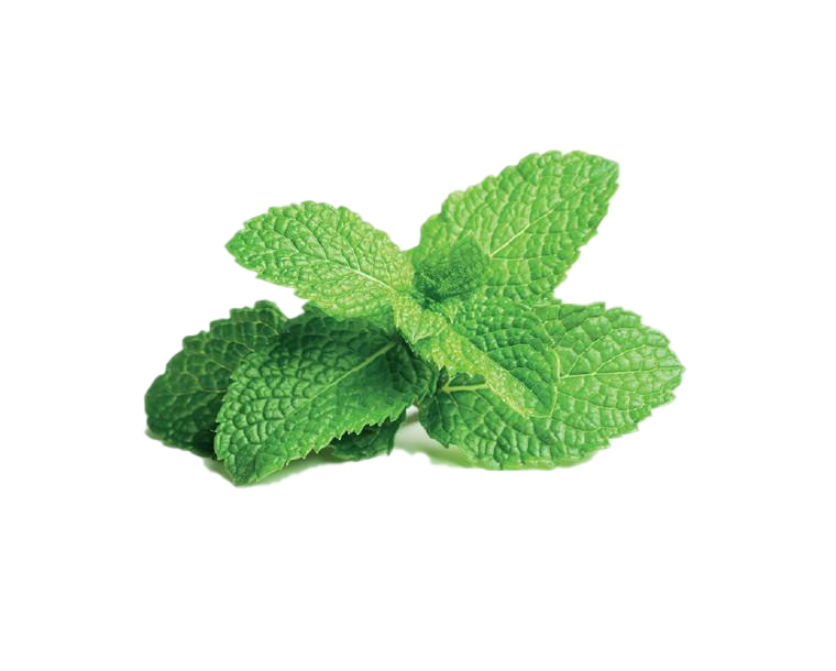 Detail Peppermint Transparent Nomer 23