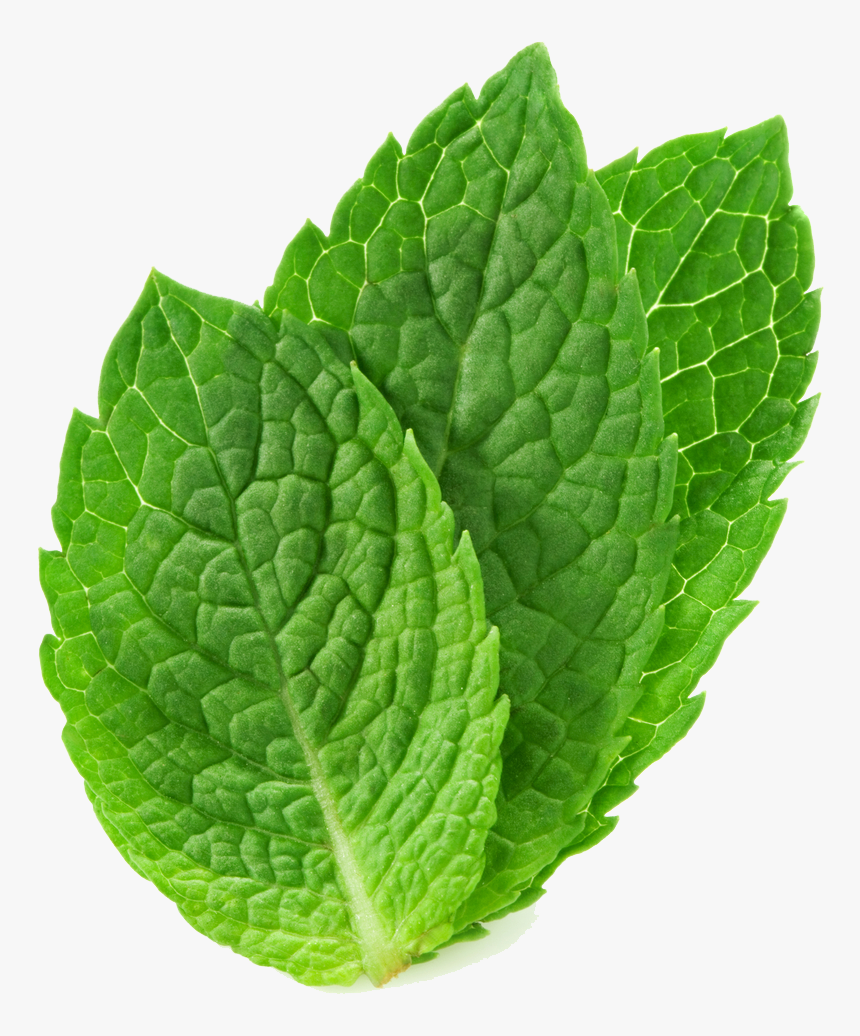 Detail Peppermint Transparent Nomer 4