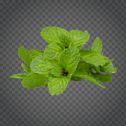 Detail Peppermint Transparent Nomer 30