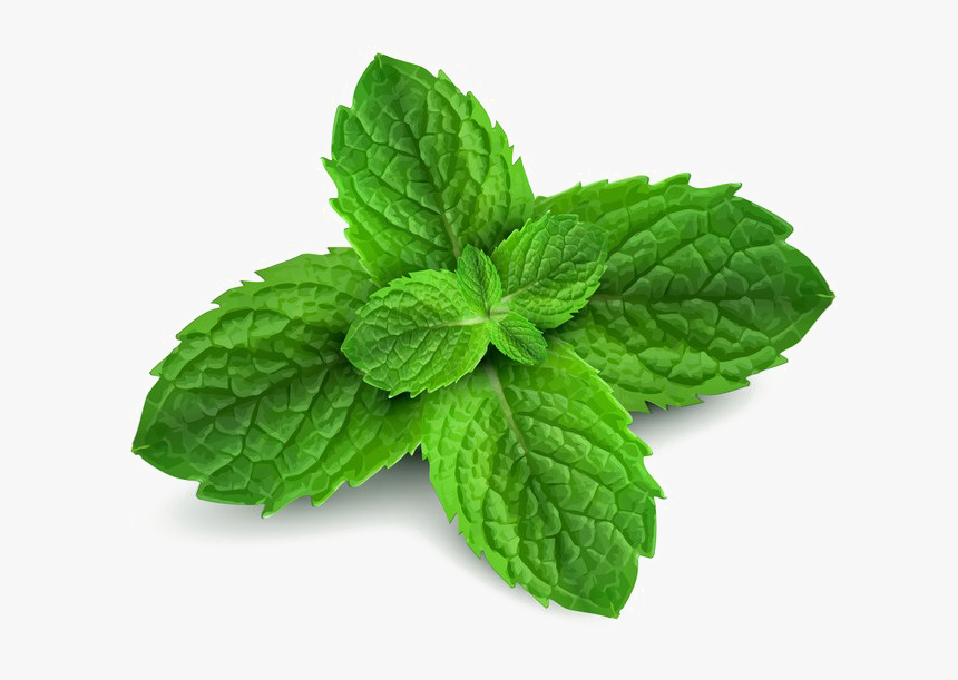 Detail Peppermint Transparent Nomer 5