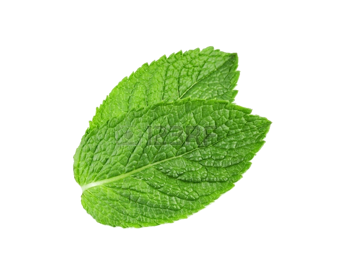Detail Peppermint Transparent Nomer 39