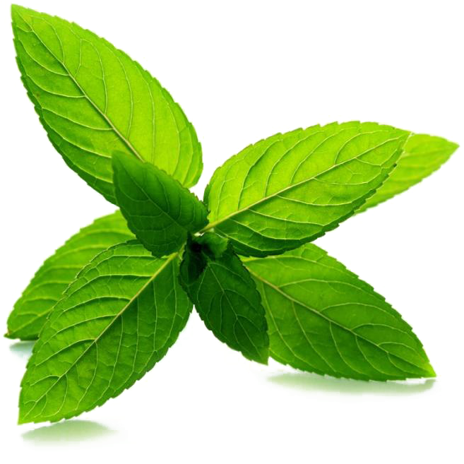 Detail Peppermint Transparent Nomer 40