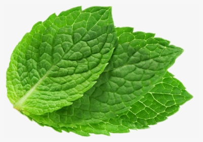 Detail Peppermint Transparent Nomer 6