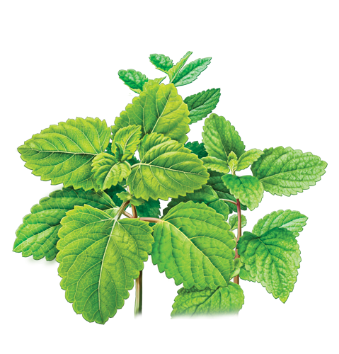 Detail Peppermint Transparent Nomer 47
