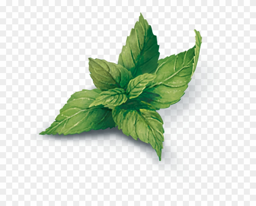Detail Peppermint Transparent Nomer 7