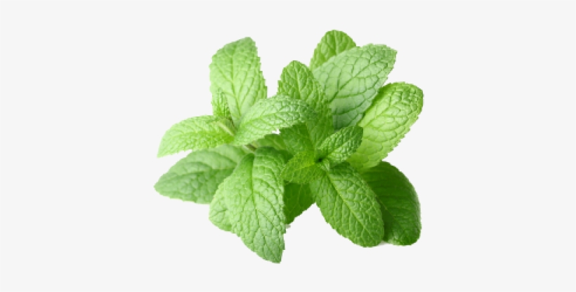 Detail Peppermint Transparent Nomer 9
