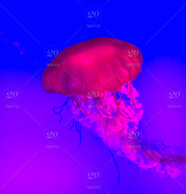 Detail Magic Jellyfish Aquarium Nomer 35