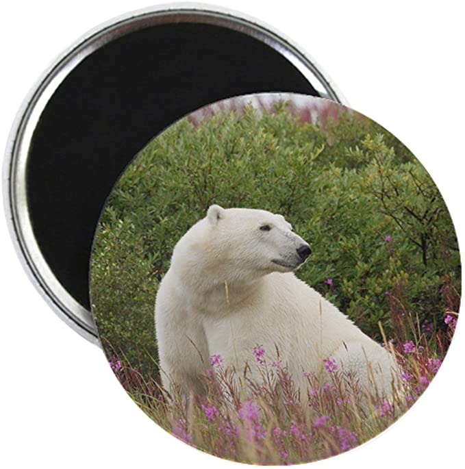 Detail Magnet The Polar Bear Nomer 47