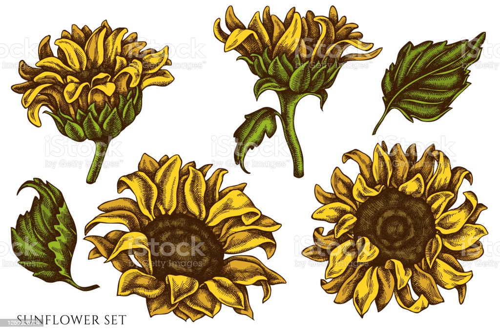 Detail Mahkota Bunga Matahari Berwarna Nomer 33