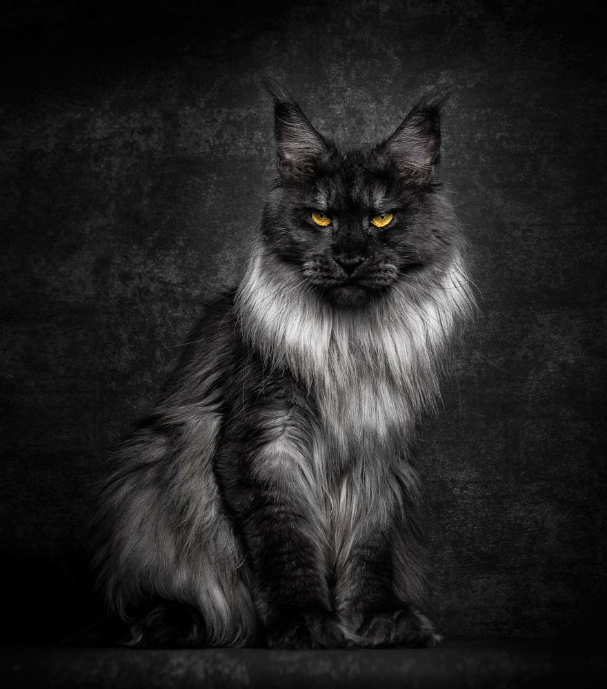 Detail Maine Coon Wallpaper Nomer 2