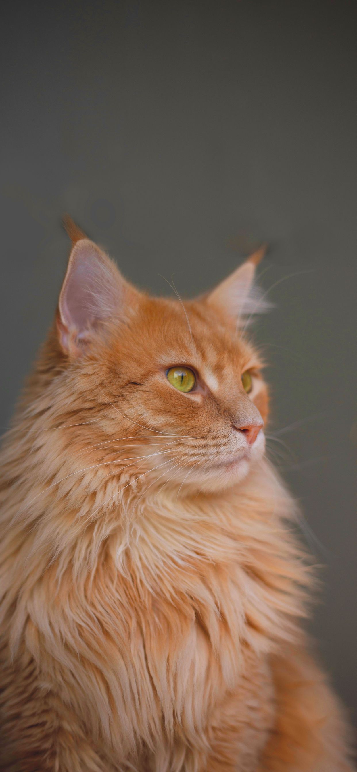 Detail Maine Coon Wallpaper Nomer 16