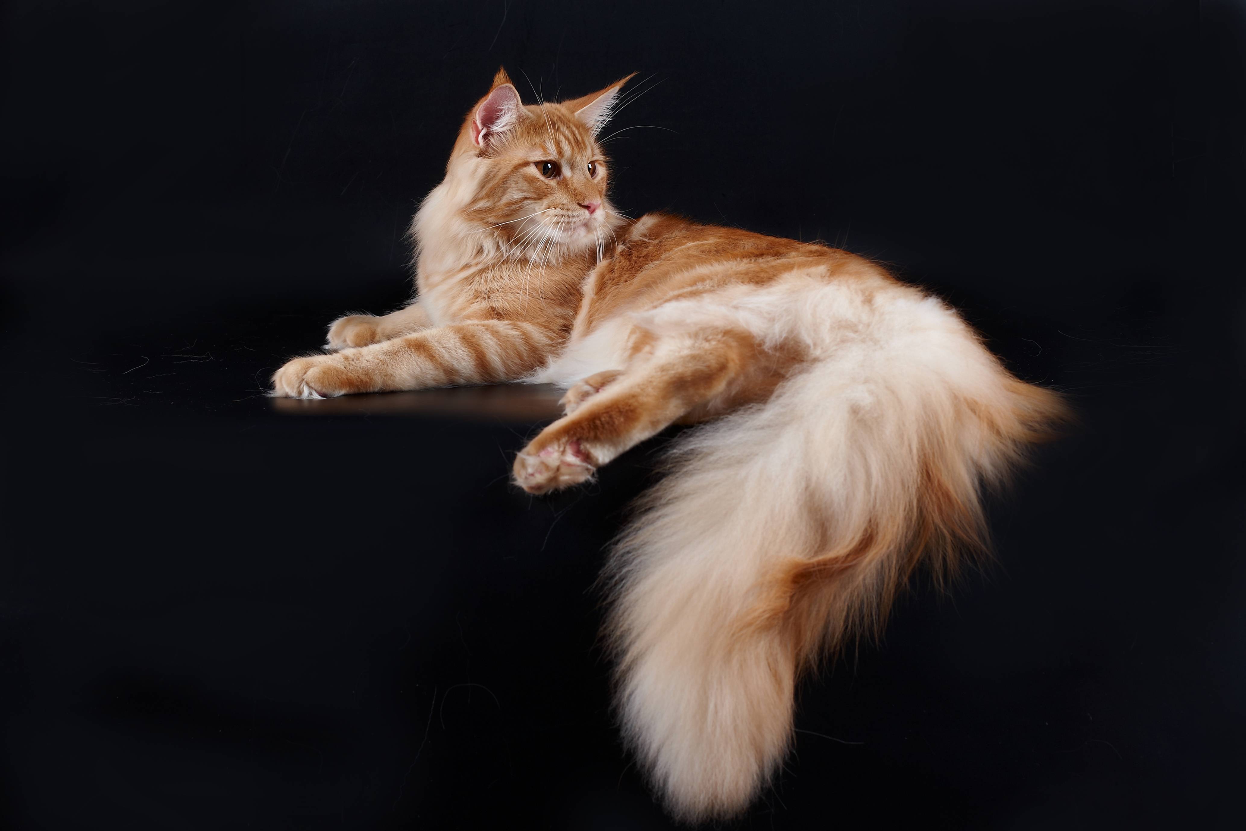 Detail Maine Coon Wallpaper Nomer 28