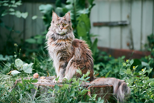 Detail Maine Coon Wallpaper Nomer 29