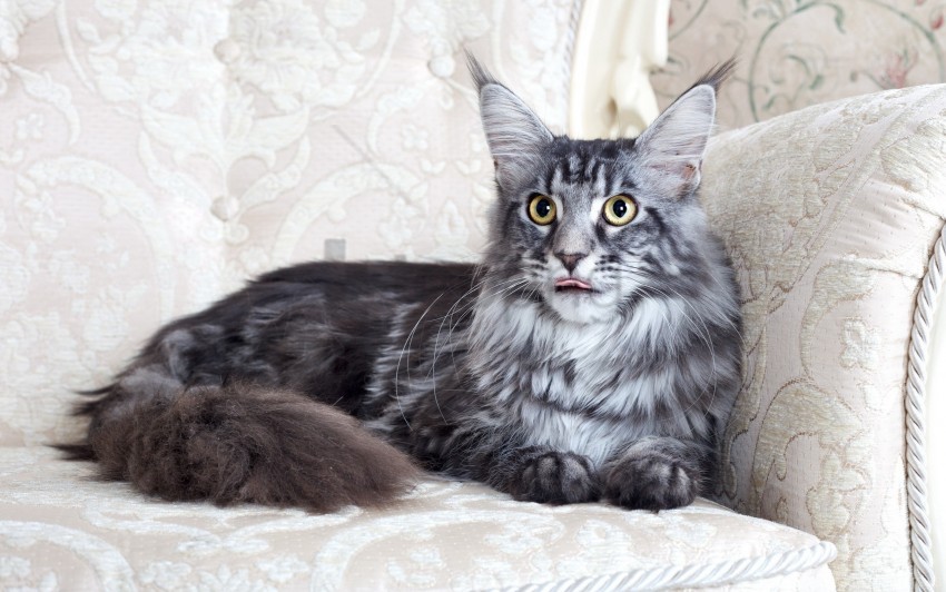 Detail Maine Coon Wallpaper Nomer 36