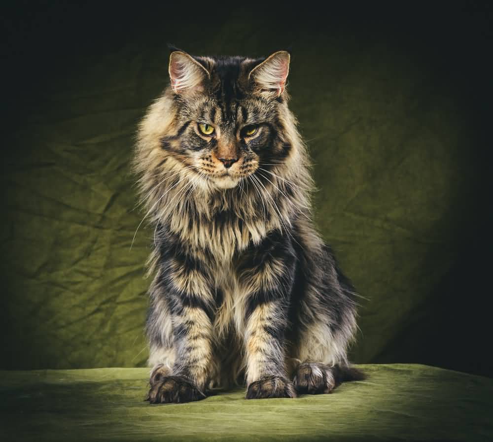 Detail Maine Coon Wallpaper Nomer 8