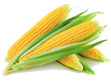 Maize Png - KibrisPDR