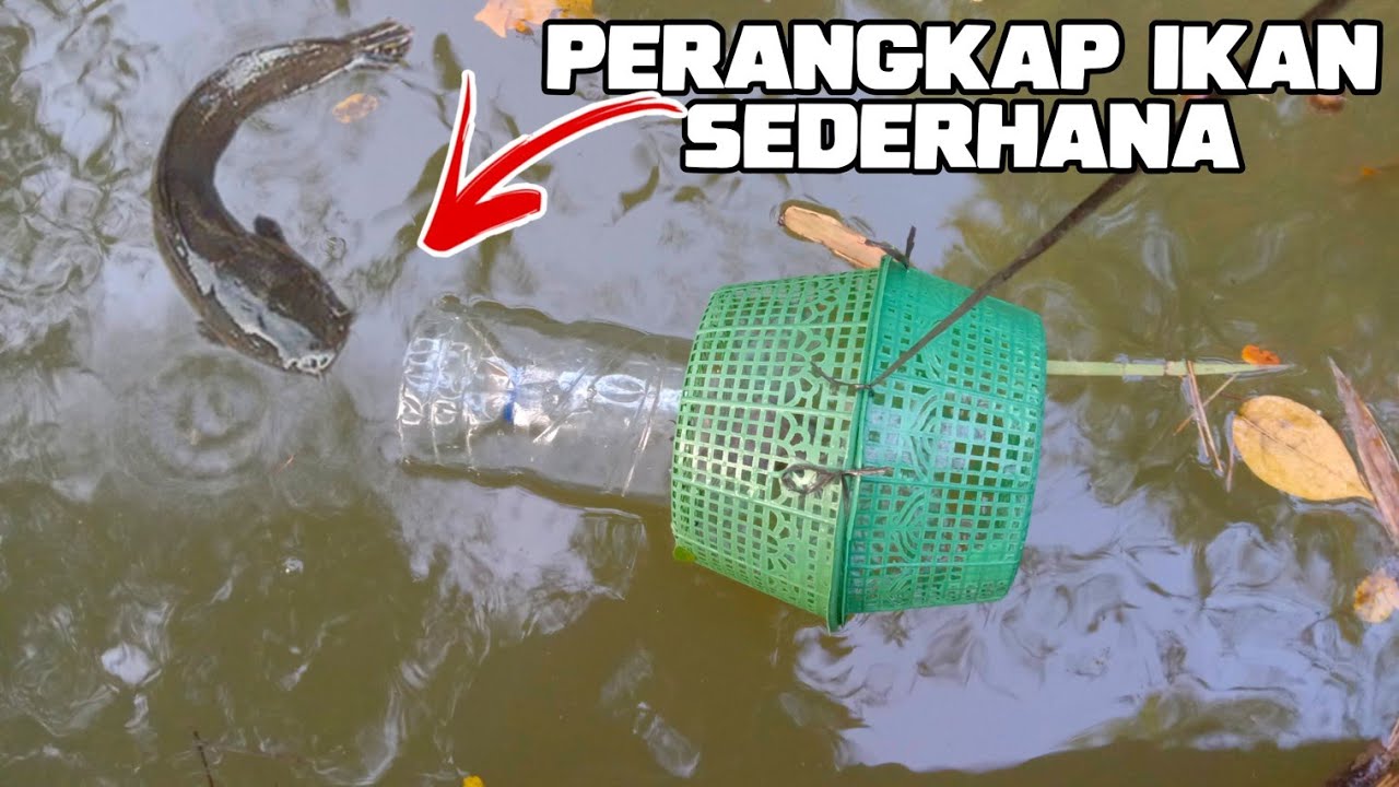 Detail Perangkap Ikan Di Sungai Nomer 34