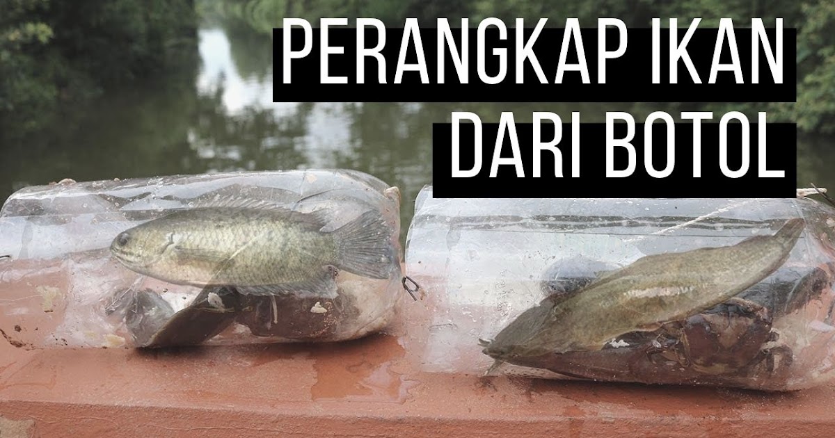 Perangkap Ikan Kecil Di Sungai - KibrisPDR