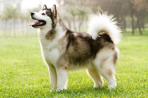 Perawatan Alaskan Malamute - KibrisPDR