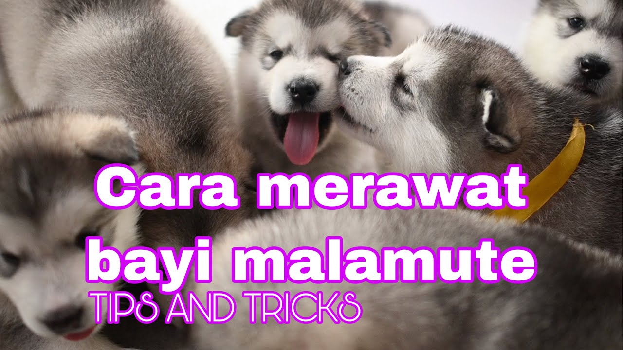 Detail Perawatan Alaskan Malamute Nomer 11