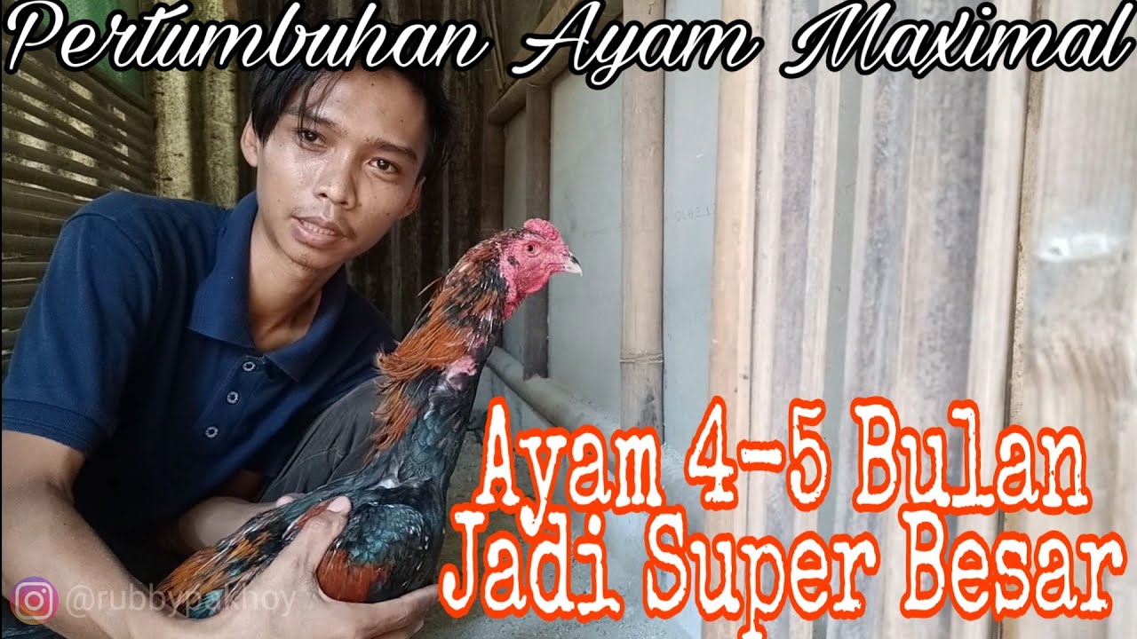 Detail Perawatan Ayam Bangkok Umur 5 Bulan Nomer 2