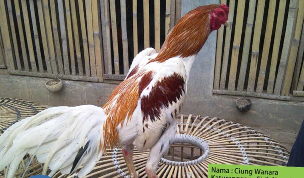 Detail Perawatan Ayam Bangkok Umur 5 Bulan Nomer 19
