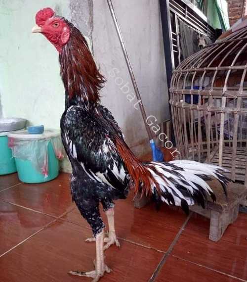 Detail Perawatan Ayam Bangkok Umur 5 Bulan Nomer 23