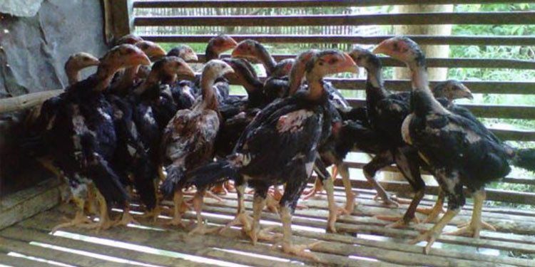 Detail Perawatan Ayam Bangkok Umur 5 Bulan Nomer 36
