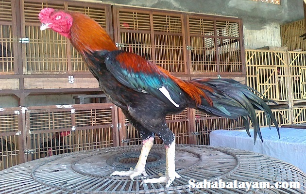 Detail Perawatan Ayam Bangkok Umur 5 Bulan Nomer 37