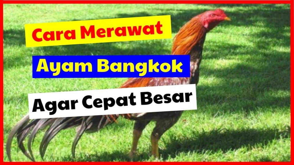 Detail Perawatan Ayam Bangkok Umur 5 Bulan Nomer 49