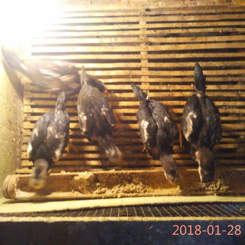 Detail Perawatan Ayam Bangkok Umur 5 Bulan Nomer 54