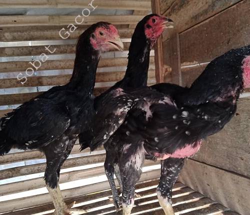 Detail Perawatan Ayam Bangkok Umur 5 Bulan Nomer 56