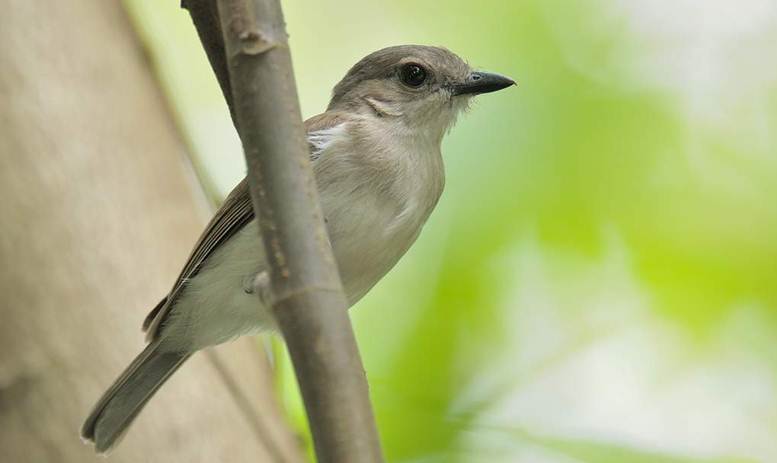 Detail Perawatan Burung Flamboyan Nomer 2