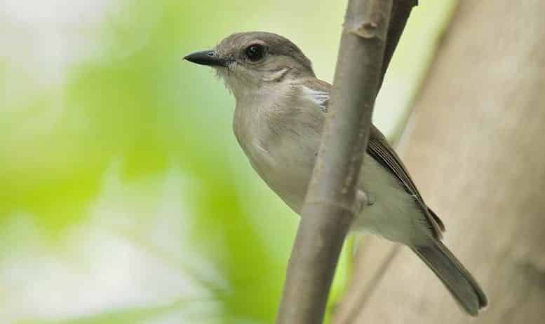 Detail Perawatan Burung Flamboyan Nomer 27