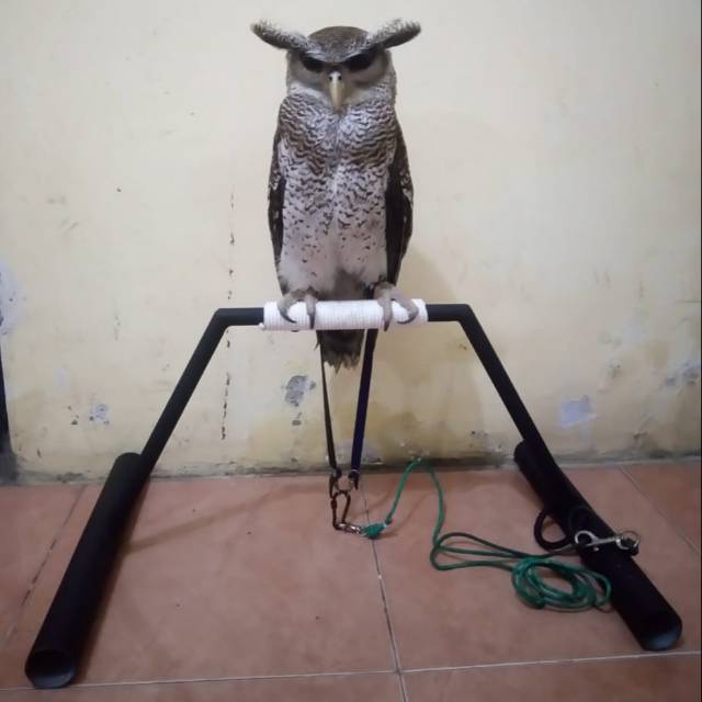 Perch Burung Hantu - KibrisPDR