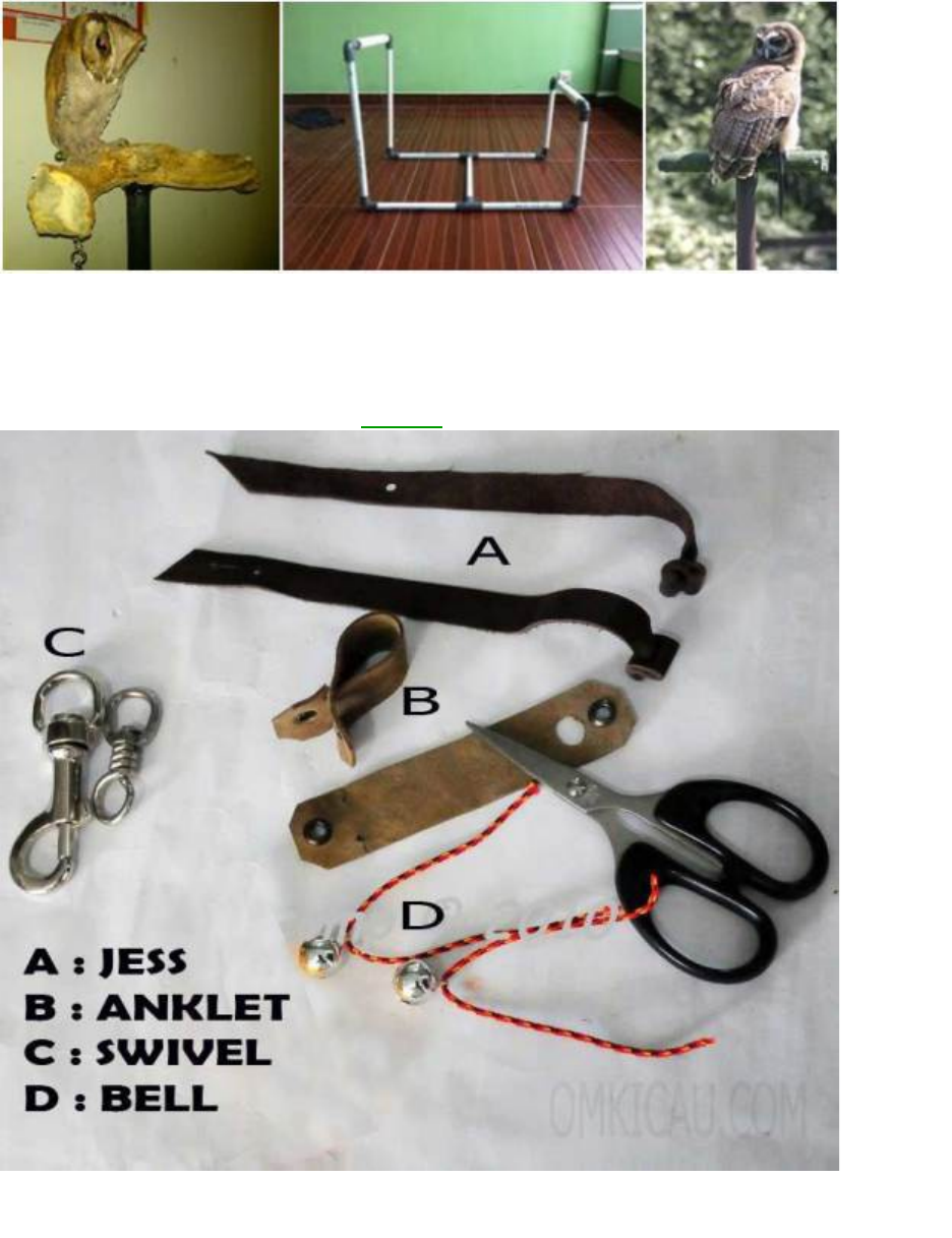 Detail Perch Burung Hantu Nomer 43