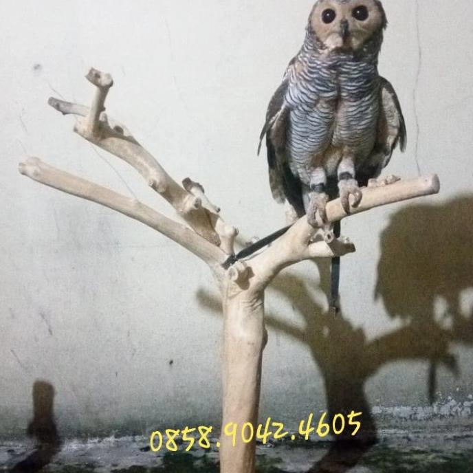 Detail Perch Burung Hantu Nomer 49