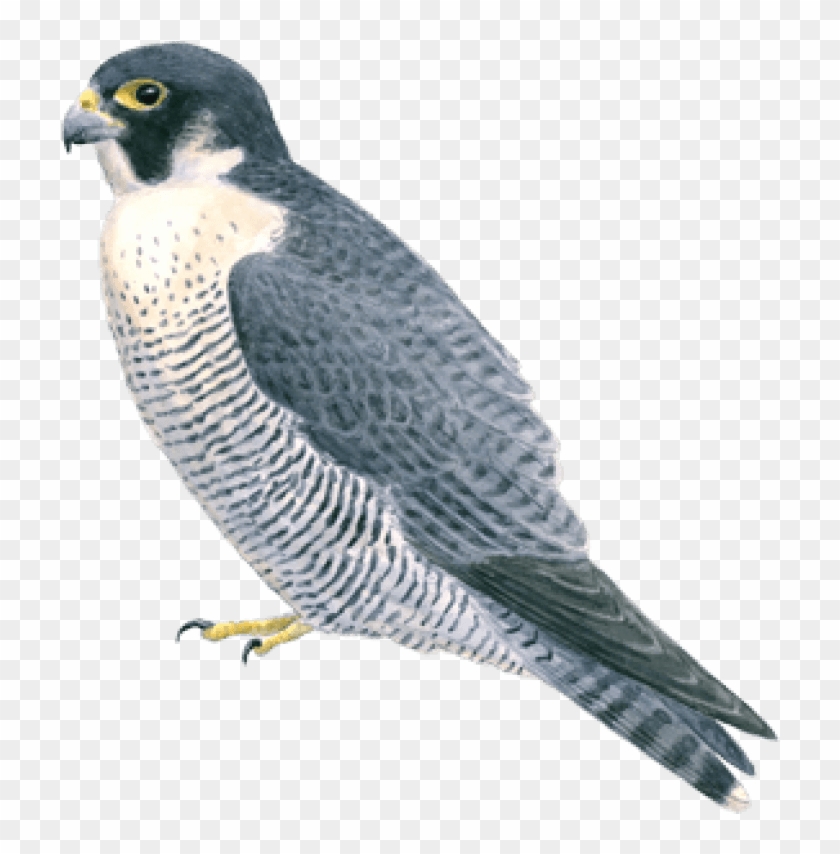 Detail Peregrine Falcon Png Nomer 12